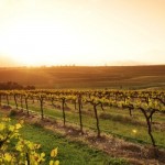 Tim Adams and the Clare Valley – How They Do It so Well?